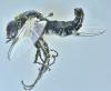 Dilophus sp.